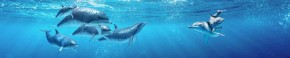 Кухонный фартук Фауна 053 Дельфины МДФ матовый (3000) Fauna в Южноуральске - yuzhnouralsk.mebel-74.com | фото